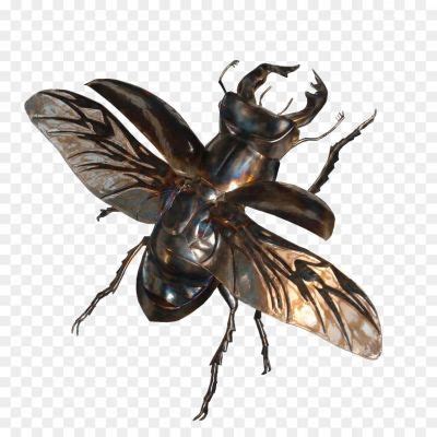 Bugs Background PNG Clip Art Image 2A1UDJ2A - Pngsource