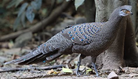 Gray Peacock-pheasant (Polyplectron bicalcaratum) — Coke Smith Wildlife