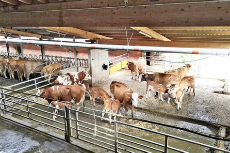 Tierwohl: Worauf beim Melken zu achten ist | agrarheute.com