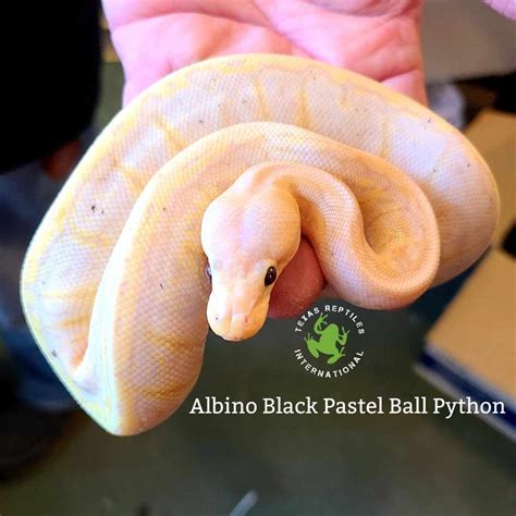 Image result for Big Ball Python Morphs