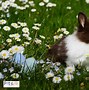 Image result for Bunnies and Daisies