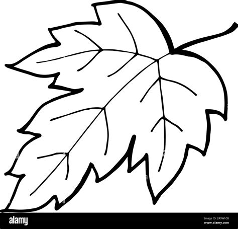Fall Leaf Drawings Autumn Leaves Sketch Vector Images (over 12,000)