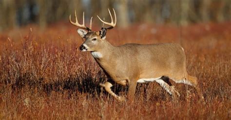 Deer Season In Tennessee: Everything You Need To Know To Be Prepared ...