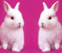 Image result for Cute Bunny Backgrounds