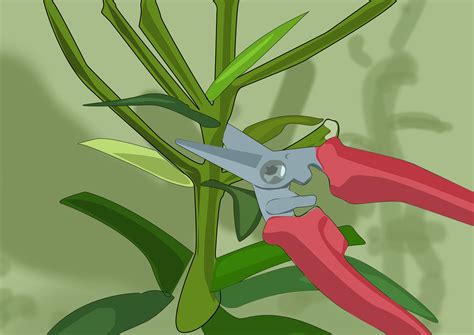 How To Care For Asiatic Lilies at Frank Ray blog