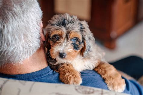 Image result for Cockapoo Growth Chart