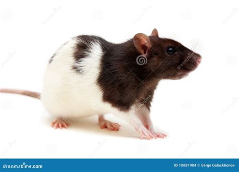 Black And White Rats