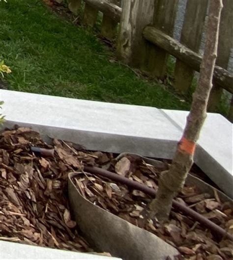 Image result for Cherry Tree Trunk Rot