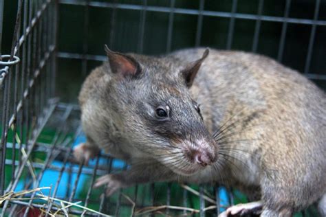 Gambian pouched rat (Cricetomys gambianus)? Species ID? - ZooChat