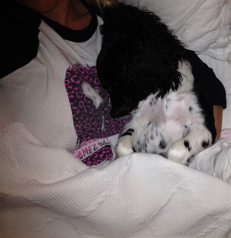 Image result for Good Morning Cockapoo