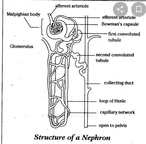 Describe the structure and function of nephron with help of diagramplz ...
