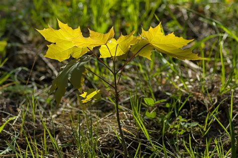 What Kills Knotgrass