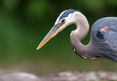 What do great blue herons eat? 8 amazing facts about these beautiful ...