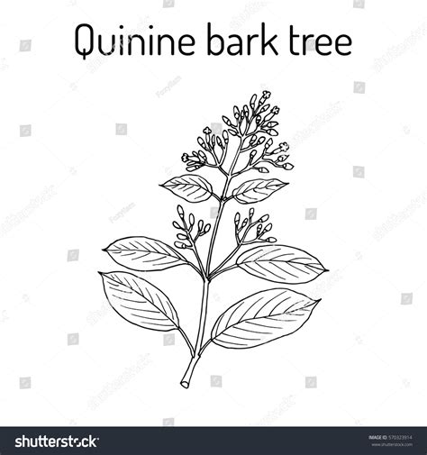 Cinchona Officinalis Bark