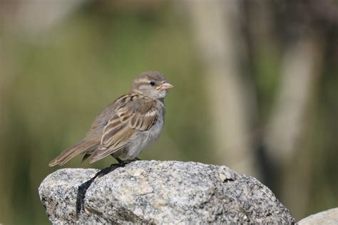 World Sparrow Day – Celebrating the small but Mighty Birds – naturetrail