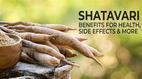 Shatavari Benefits for Health, Side Effects, Uses