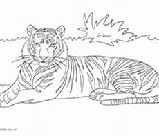 ausmalbilder viele pferde tiger als malvorlage ausmalbilder pferde viele ausmalbilder viele pferde tiger als malvorlage ausmalbilder pferde viele