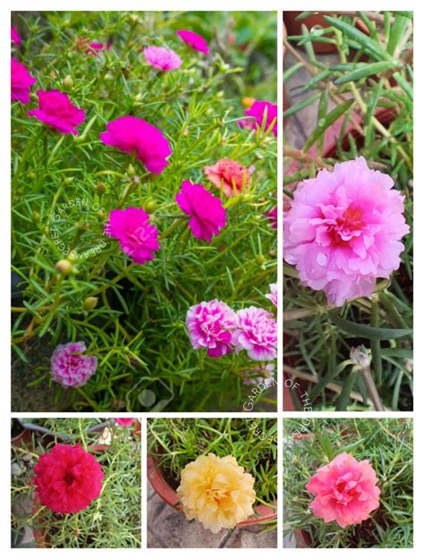 Real Live Plant 午时花Mix CUTTING of Japanese Rose/Beach Rose/ Keratan ...