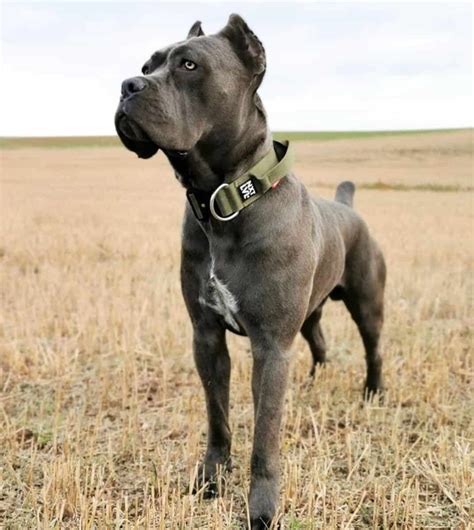 Blue Cane Corso Mastiff Puppy