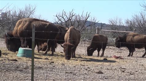 Animals at the San Angelo State Park and the Abilene Zoo brave West ...