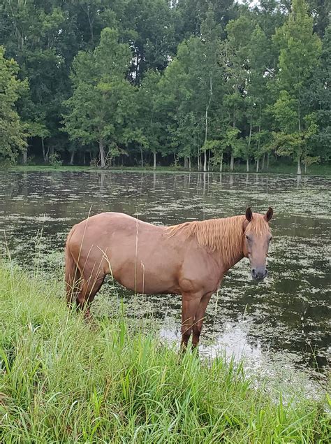 Home - Florida Cracker Horse Association