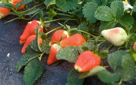 草莓种植后期怎么管理？草莓管理技术四大要点 - 知乎