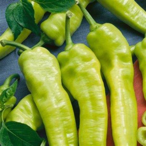 Hungarian Hot Wax Pepper - Flora Spring Nursery
