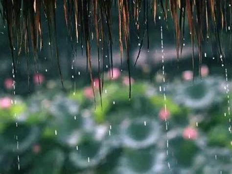 五首经典听雨诗词，带你倚楼听风雨，淡看江湖路|枯荷|风雨|雨声_新浪新闻