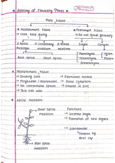 Anatomy of Flowering Plants - Biology Handpicked Notes PDF