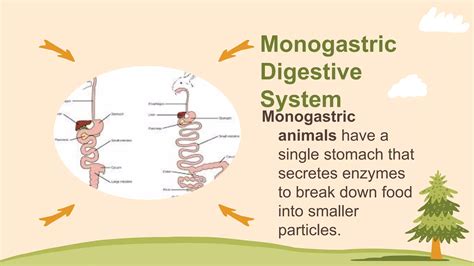 Plant and Animal Nutrition.pptx