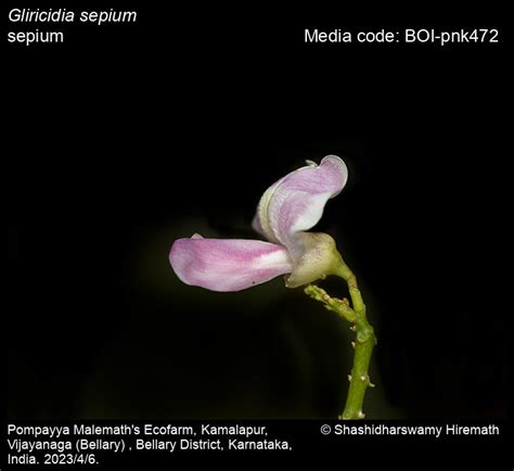 Gliricidia sepium | Butterfly