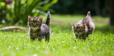 WALTHAM™ Kitten Growth Charts | WALTHAM