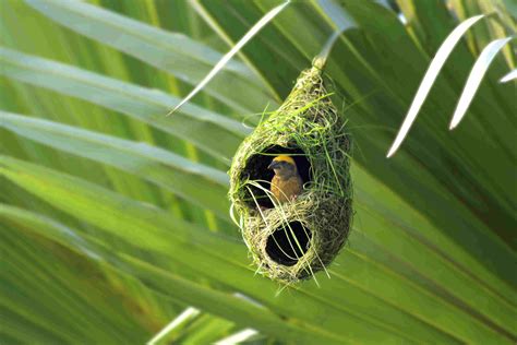 Types of Bird Nests