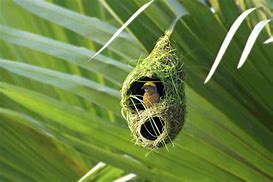 Image result for Vintage Bird Nest