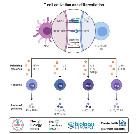 Image result for T Lymphocyte Development