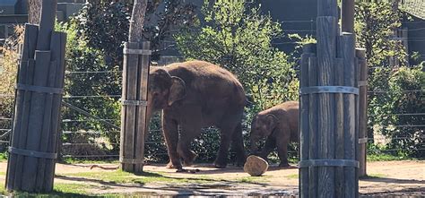 Asian Elephant - Zoo Guide