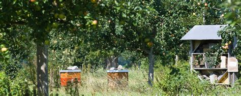 Landwirt baut Dauerkulturen an: Behörde verweigert Direktzahlung ...