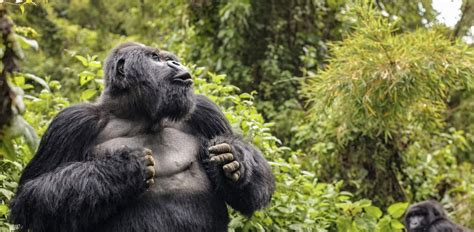 Can Gorillas Swim? - Friendly Gorillas Safaris