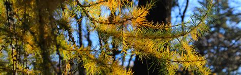 Download wallpaper autumn, tree, twi, section nature in resolution 2880x900