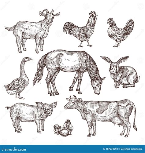Farm Animal Drawing