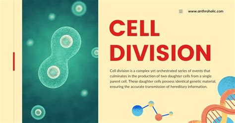 Image result for Cell Reproduction Process
