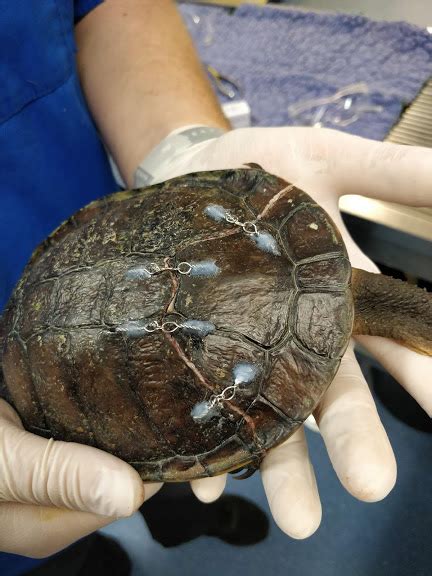Image result for How to Fix a Broken Turtle Shell