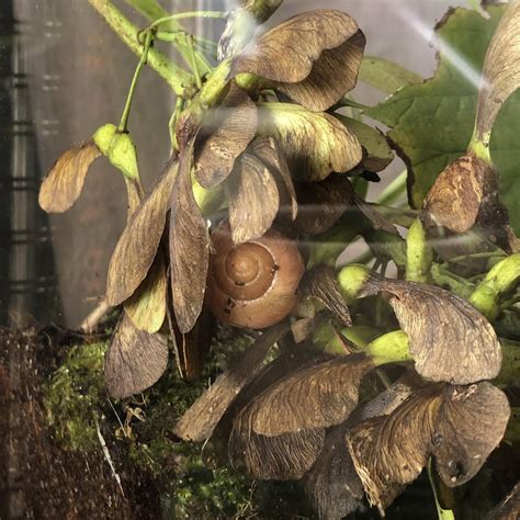 Pet Snail Tank 的图像结果