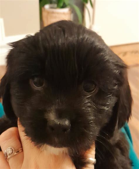 Image result for Cockapoo Shih Tzu