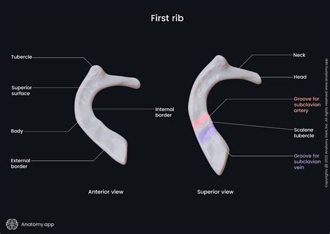 Anatomy Of Rib Rib Flare | Pectus Clinic