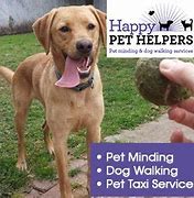 Image result for Best Helper Dog