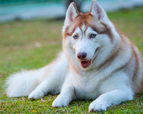 9 Enigmatic Facts About Siberian Husky - Facts.net