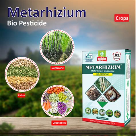 Best Fertilizers for Arecanut – Agriplex