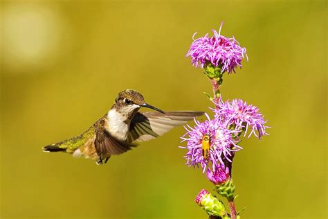 Hummingbird Spring Migration Map 的图像结果