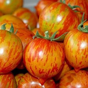 Qualtivate ™ Hybrid Tomato Cherry Stripe Seeds Seed Price in India ...